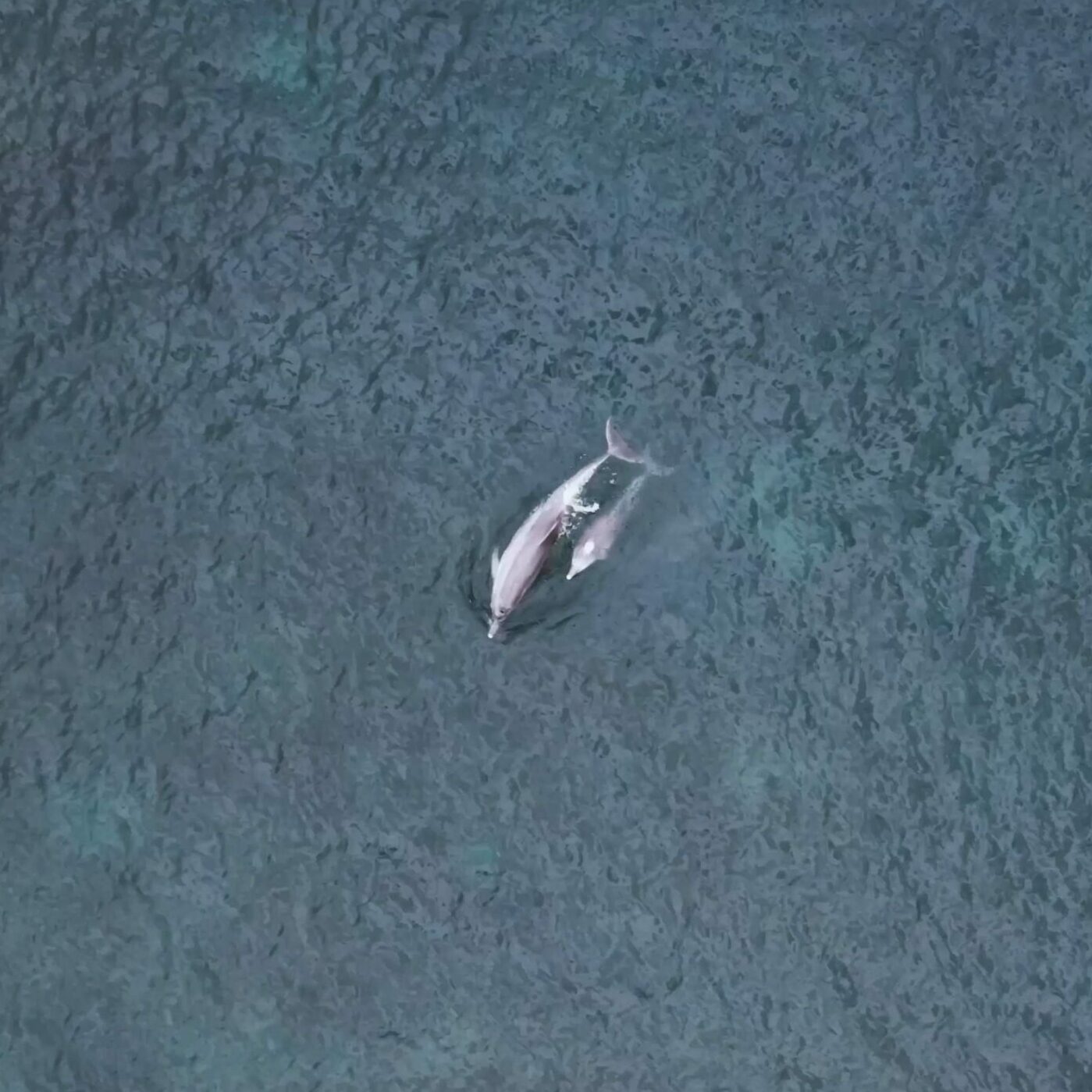 Sound Healing with Korea JEJU | 제주 남방큰돌고래