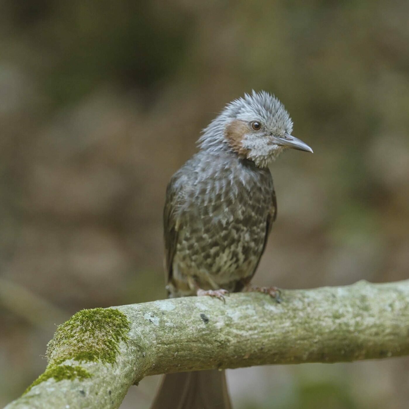 Sound Healing with Korea JEJU | 동백동산의 직박구리와 팔색조