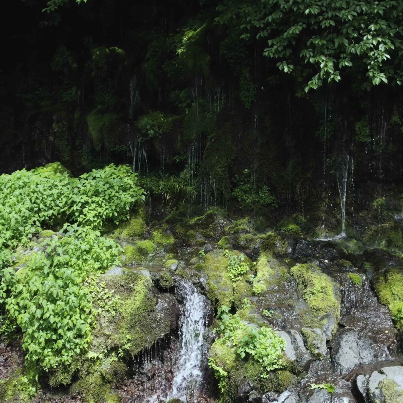 Sound Healing with Korea JEJU | 어리목 이끼폭포