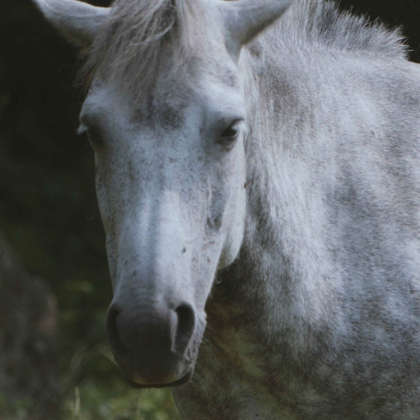 Sound Healing with Korea JEJU | 말테우리 (제주도 조천읍 선흘리)
